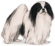 Japanese Chin