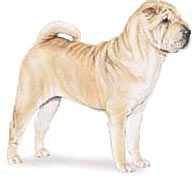 Sharpei