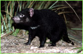 Tasmanian Devil