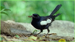 Robin with insect