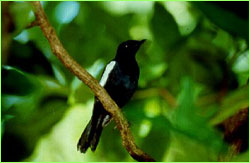 Robin on branch