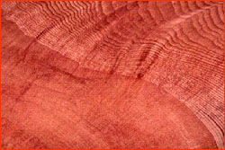 Tree rings displayed in slice of wood