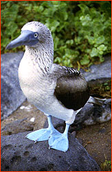 Blue-Footed Booby