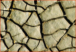 Drought-dried, cracked mud