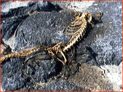 Lizards, both living and dead, on rocks at shoreline