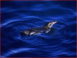 Galapagos Penguin