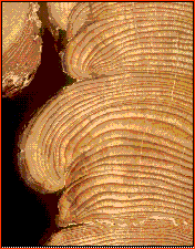 Tree cross-section showing rings