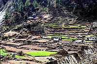 houses and green fields