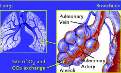 diagram of oxygen transfer at alveoli in lungs