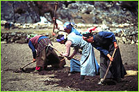 women planting potatoes