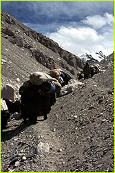 Yaks head up from base camp