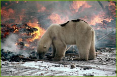 Polar bear at edge of fire