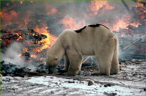 Polar bear at fire edge