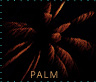 Palm