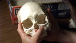 Cast of Kennewick man skull