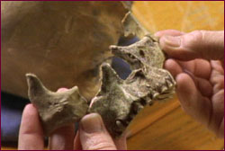 Kennewick man jaw