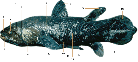 Diagram of a coelacanth with anatomical features labeled