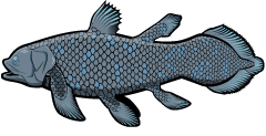 Coelacanth