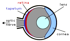 Coelacanth eye diagram