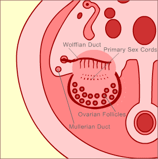 Week 16 - female