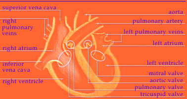 Anatomical diagram of heart