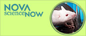 NOVA scienceNOW: Of Mice and Memory