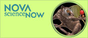 NOVA scienceNOW: First Primates