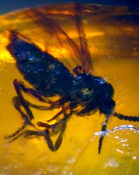 Insect in amber