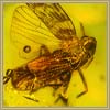 Planthopper