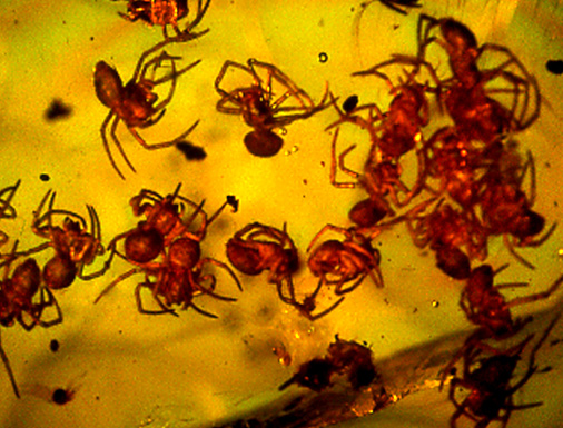 Spiderlings