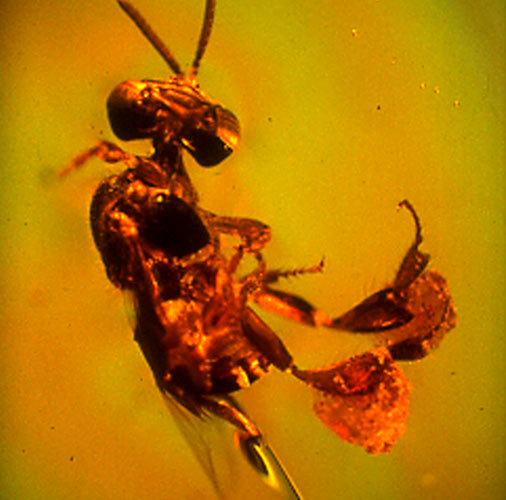 Stingless bee in amber