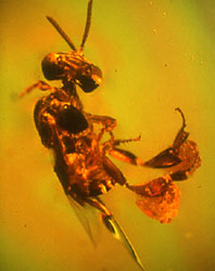 Stingless bee in amber