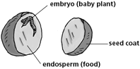 Seed diagram