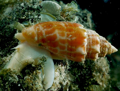 Cone snail