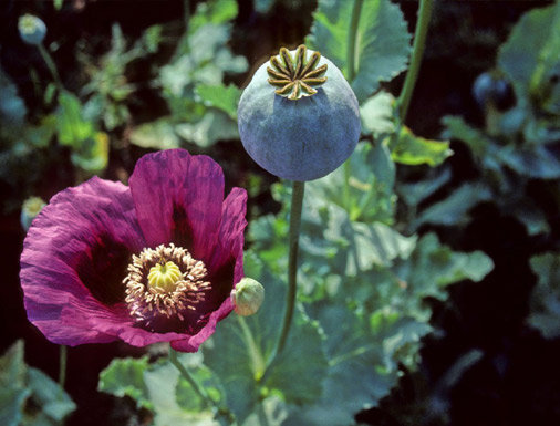 Opium poppy