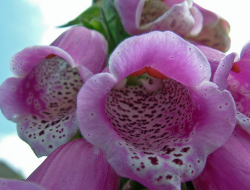 Foxglove