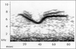 Spectrogram of American Redstart call