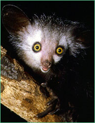 Aye-Aye