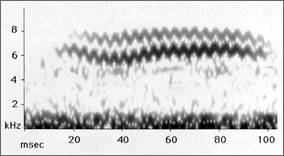 Spectrogram of black and white warbler call