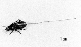 Ground beetle with diode and antenna attached