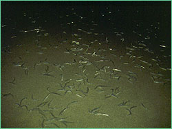 Grunion on beach at night