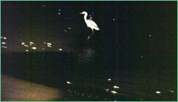 Heron at night on shore