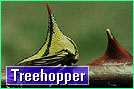 Treehopper