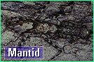 Mantid