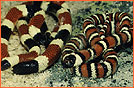 Coral and King snakes