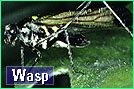 Wasp