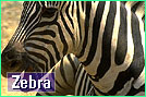 zebra