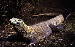 Komodo Dragon