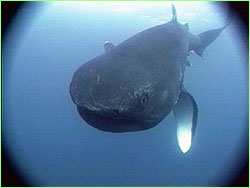 Megamouth shark