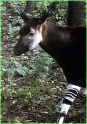 Okapi